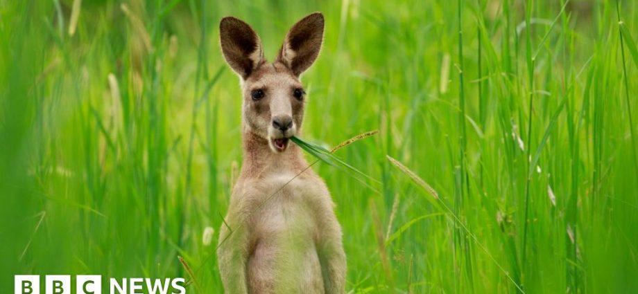Australian scientists produce first kangaroo embryo using IVF