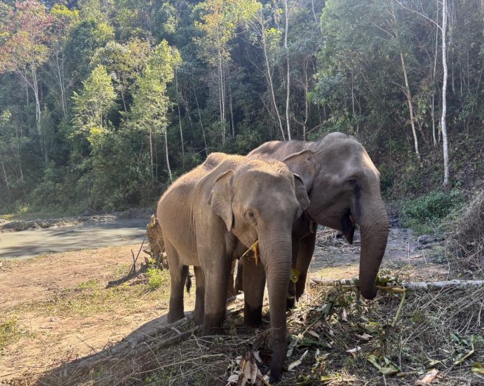 Ethics in elephant tourism?