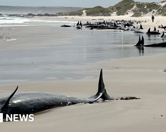 More than 150 whales stranded on remote Australian beach