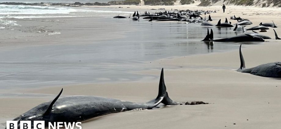 More than 150 whales stranded on remote Australian beach