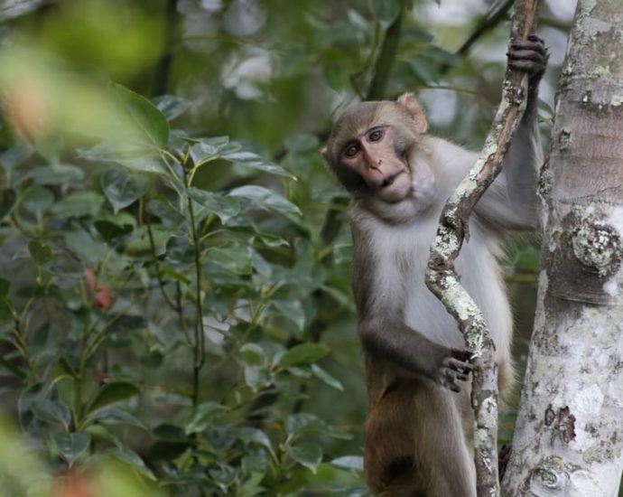 Monkeys in Punggol: 50 trapped by NParks in 2024, majority sterilised