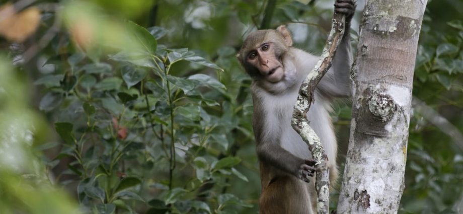 Monkeys in Punggol: 50 trapped by NParks in 2024, majority sterilised
