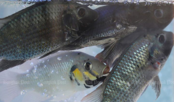 More funds to fight invasive fish scourge