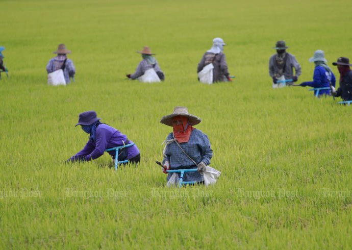 Thai rice farmers to renew protests over falling prices