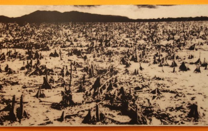 50 years on, Vietnam War’s ecocide still not healed – Asia Times