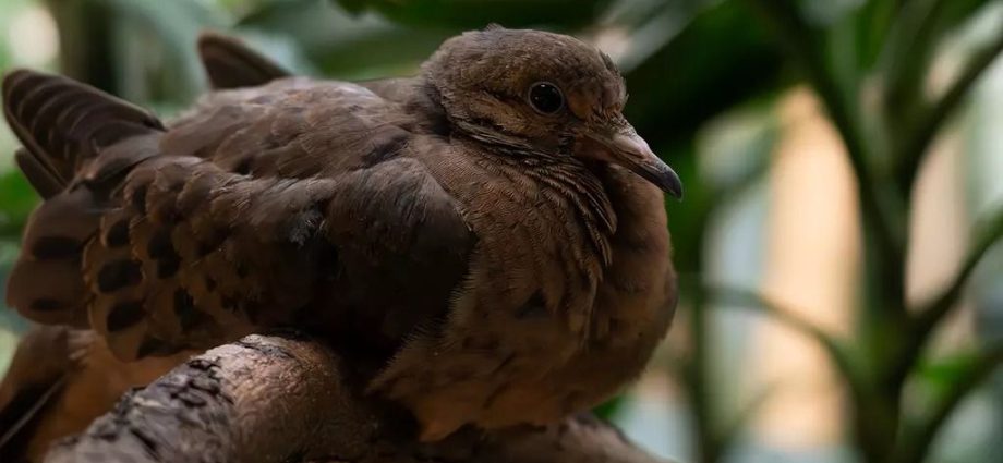 London zoo welcomes rare chicks from extinct-in-wild dove species