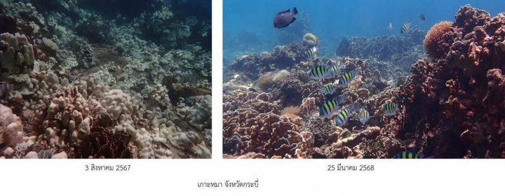 Marine dept claims success in saving bleached coral