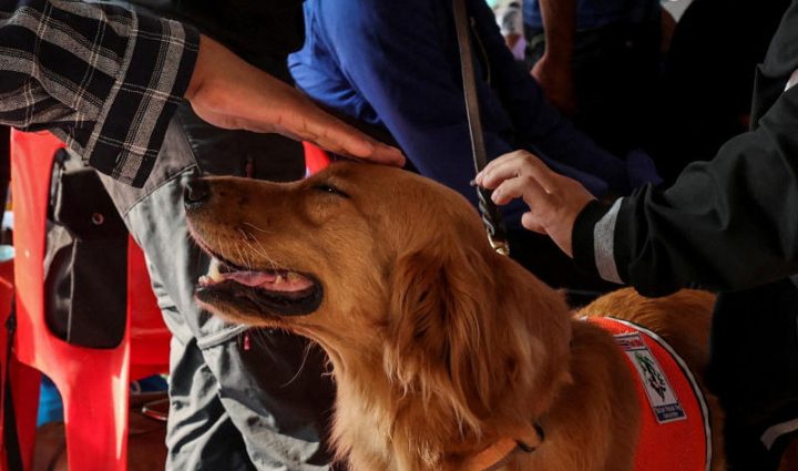 Thai search dogs go from sniffing to soothing at collapsed tower site