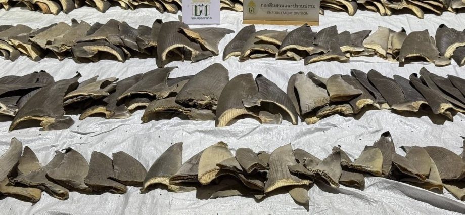 400 shark fins seized in Thailand-China smuggling operation