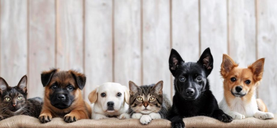 Big shakeup for city pet owners