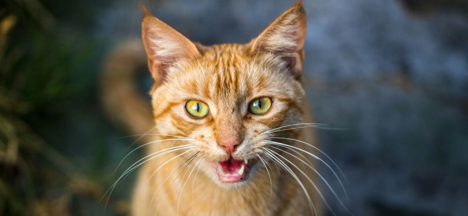 China’s Baidu looks to patent AI system to decipher animal sounds
