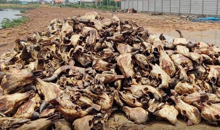 Cow heads piled on roadside spark health concerns