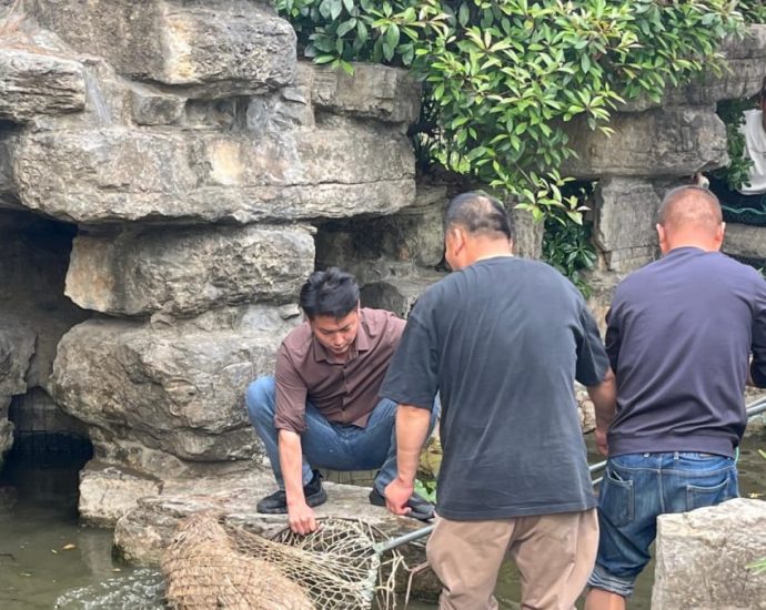 ‘Doubao, come home’: Chinese netizens react with amusement, concern over Jiangsu zoo’s runaway capybara
