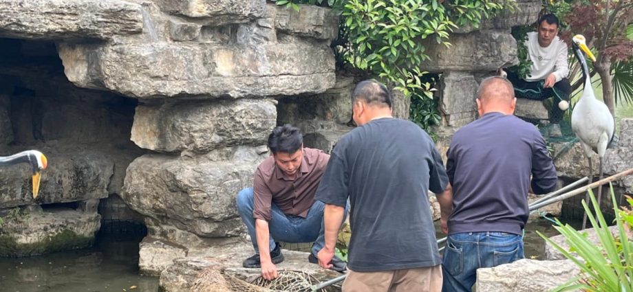 ‘Doubao, come home’: Chinese netizens react with amusement, concern over Jiangsu zoo’s runaway capybara