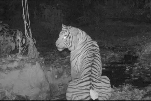 Endangered Malayan tiger spotted again in southern Thailand
