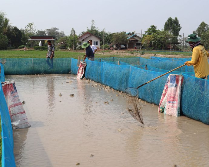 Frog farming a dry season boon for Isan farmers