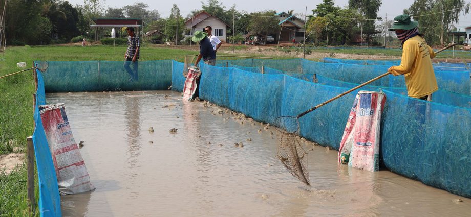 Frog farming a dry season boon for Isan farmers