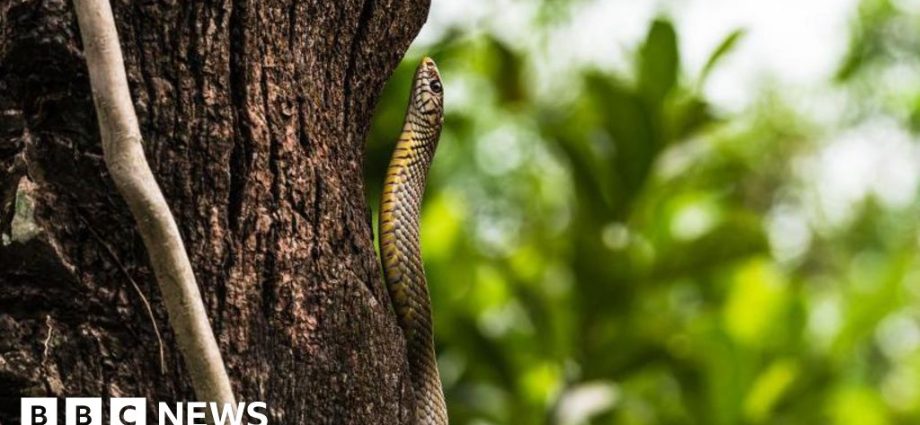 India children fall ill ‘after dead snake found in school meal’