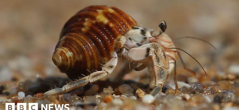 Japan: Three men held over suitcases stuffed with hermit crabs