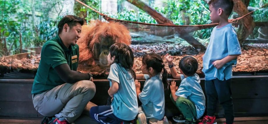 Mandai Wildlife Reserve to add overnight camping experience and a ZooSchool for kids in coming months