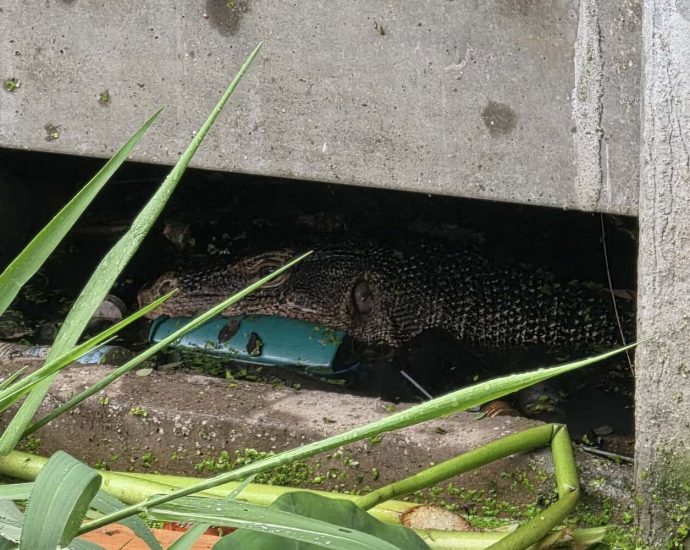 Monitor lizard seen feeding on child’s body in Samut Prakan