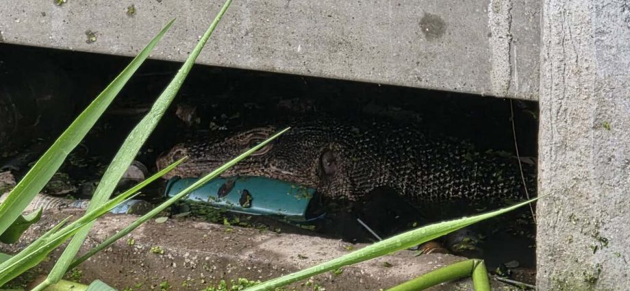 Monitor lizard seen feeding on child’s body in Samut Prakan
