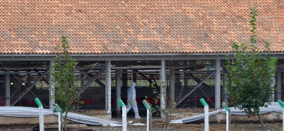 No poultry products imported from bird flu-hit establishment in Brazil, say Singapore authorities
