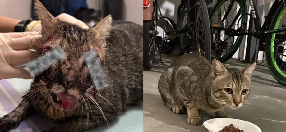 NParks investigating suspected animal cruelty case after death of Punggol cat