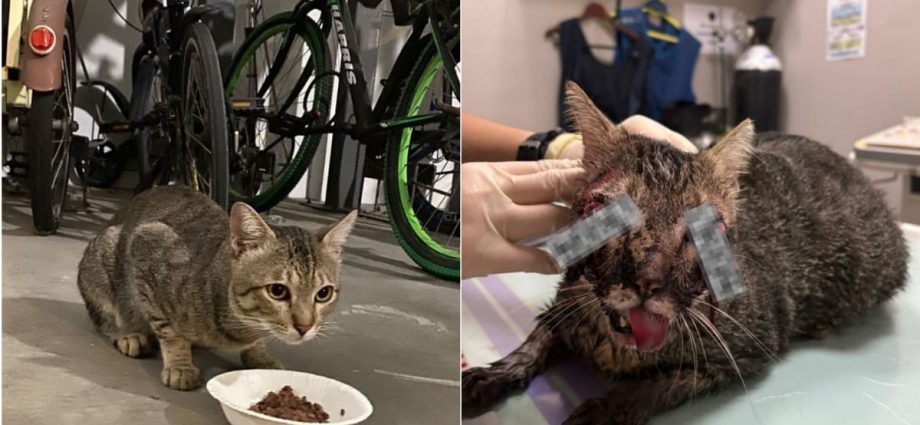 Punggol cat death: NParks says no evidence of deliberate act of cruelty, injuries likely from traffic accident