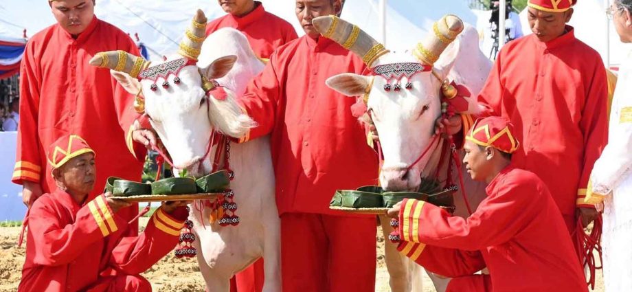 Sacred oxen predict bumper trade year