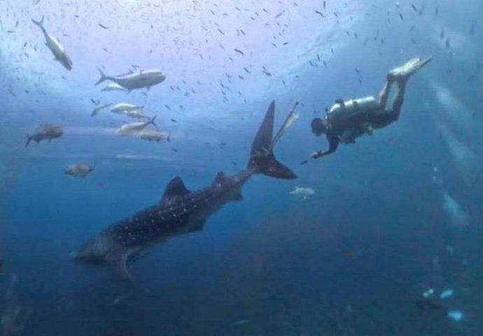 Search on to save whale shark