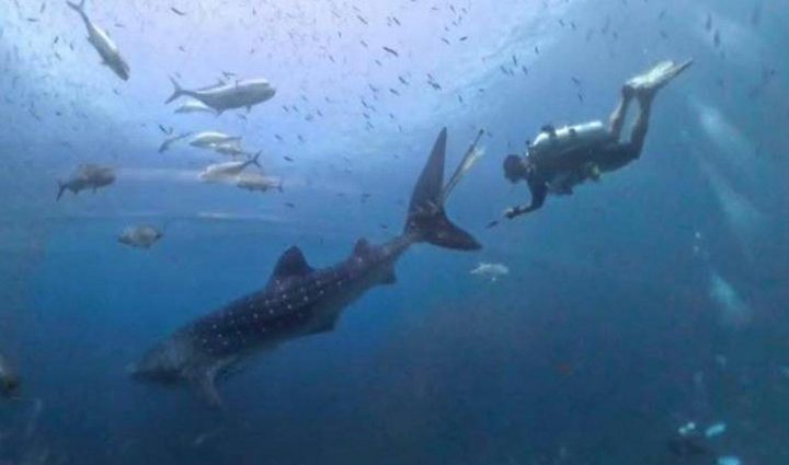 Search on to save whale shark