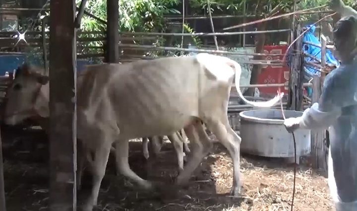 Second person dies in Mukdahan anthrax outbreak