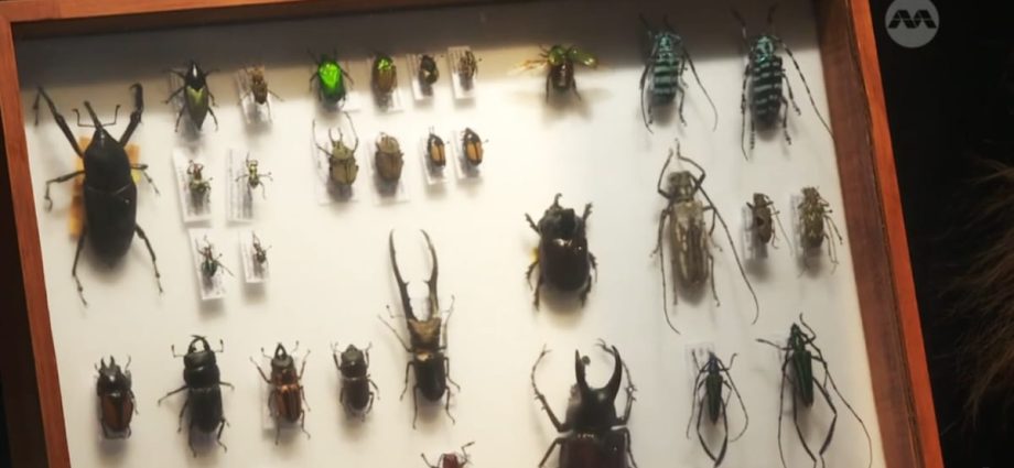Singapore’s only natural history museum plans expansion as it marks 10th anniversary