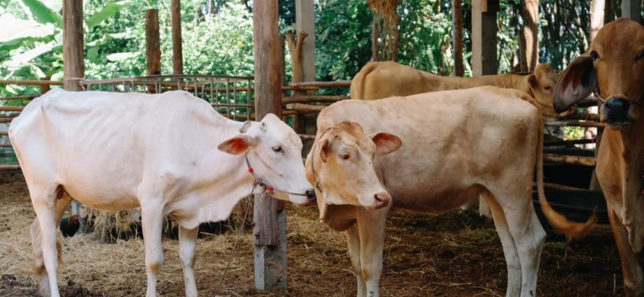 Thailand reports first anthrax death in decades, hundreds potentially exposed 