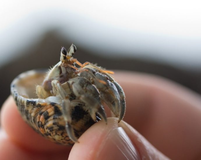 Three arrested in Japan over suitcases stuffed with hermit crabs