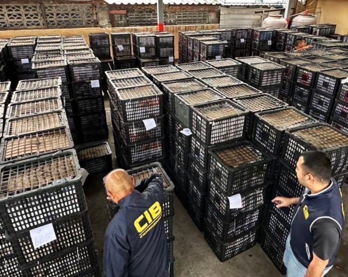 Tonnes of smuggled avocados seized, wholesaler arrested