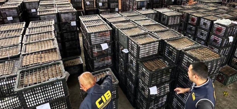 Tonnes of smuggled avocados seized, wholesaler arrested